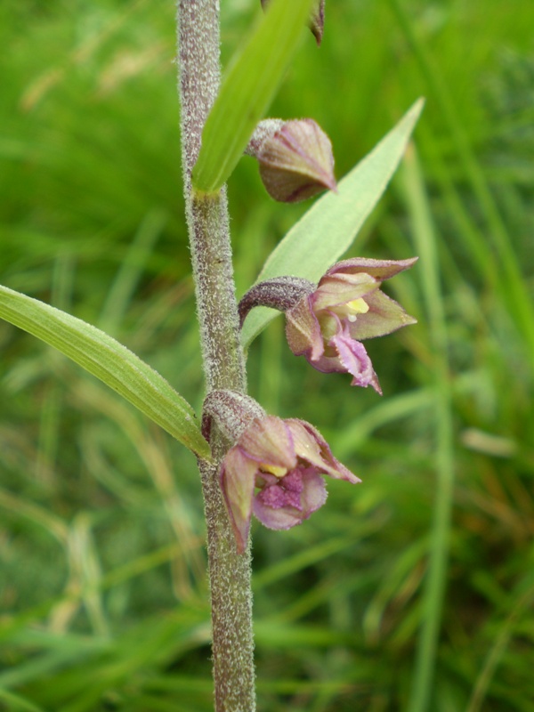 Epipactis atrorubens